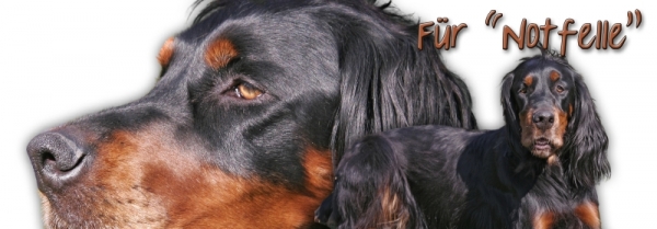 Spardose Gordon Setter